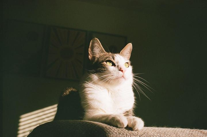 A white and grey cat with green eyes sits on a couch in a sunlit room.