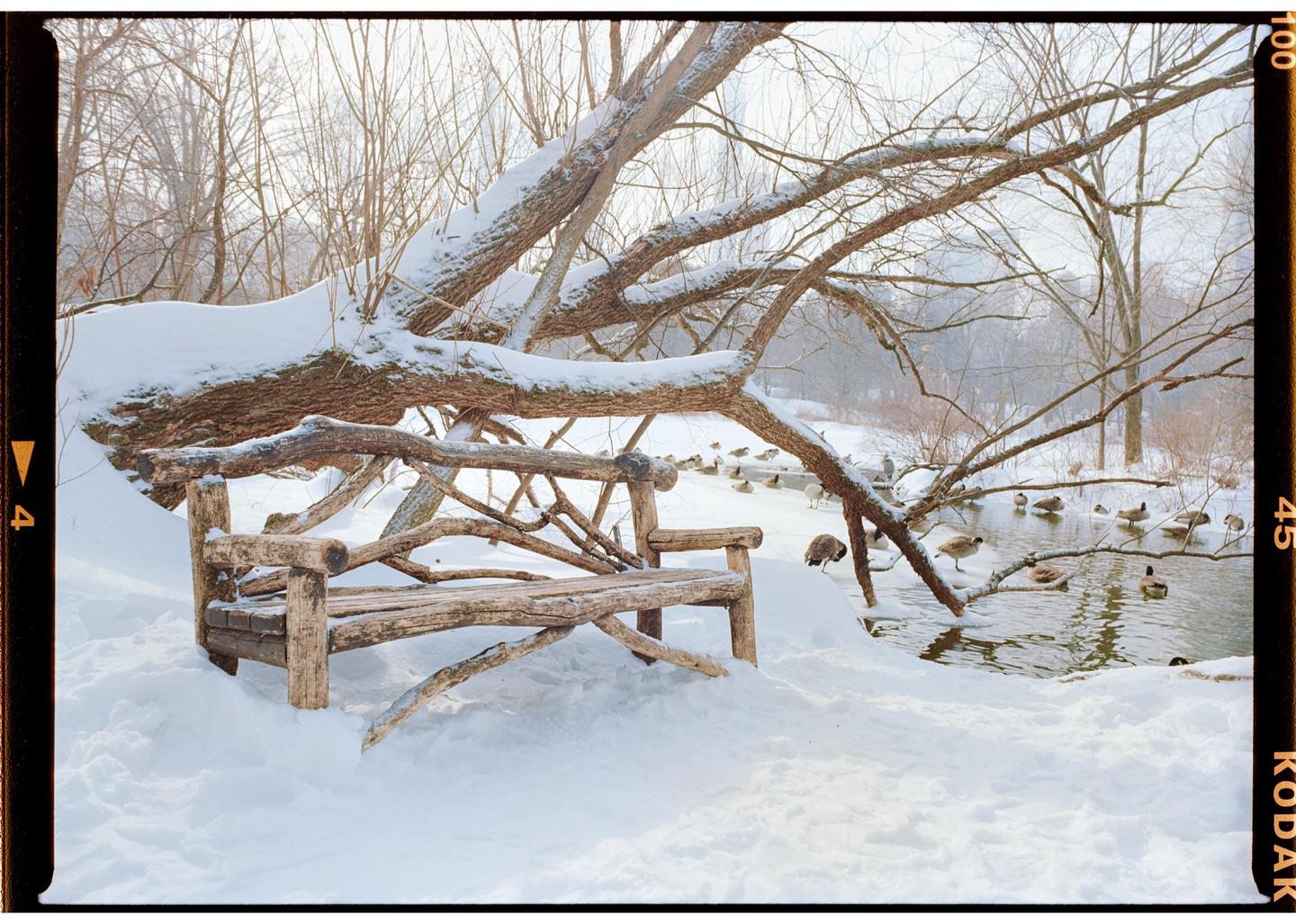 A wooden bench sits in a snowy landscape next to a pond with ducks and geese, under a snow-covered tree.
