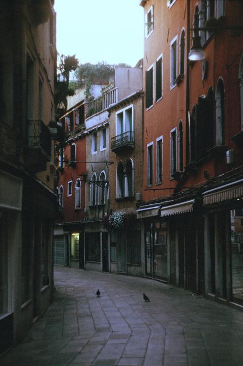 Two pigeons walk on a paved street lined with tall buildings and storefronts in Venice.