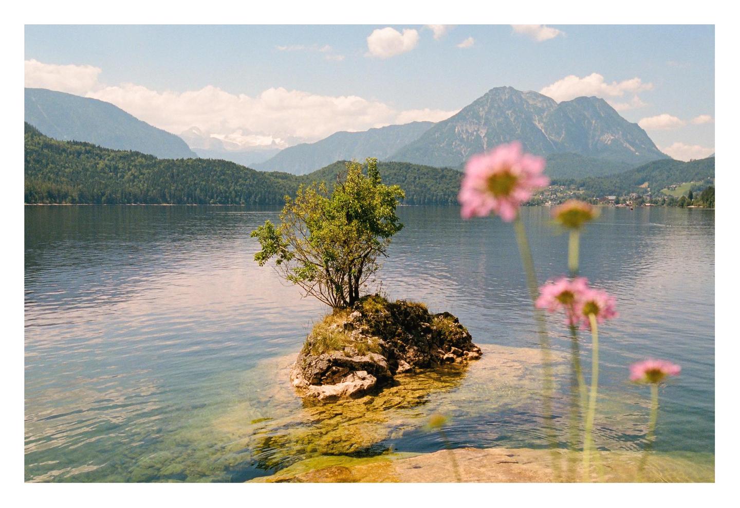 A small tree grows on a rocky islet in a lake, with mountains and pink flowers in the foreground.