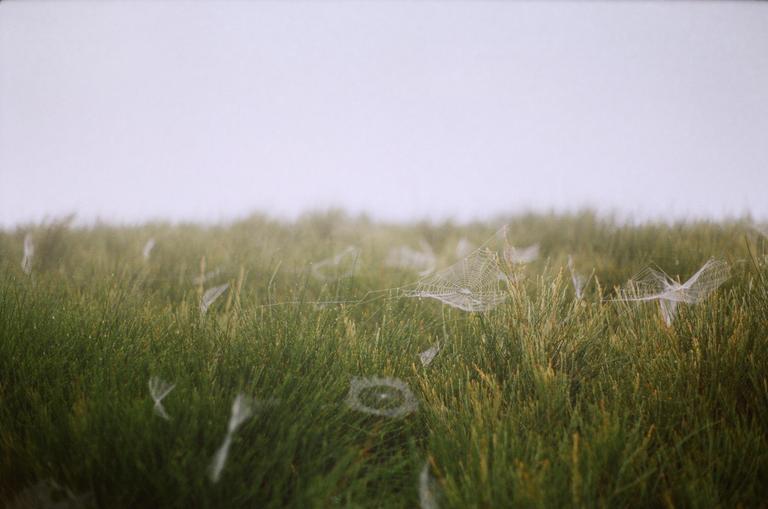 Spiderwebs covered in dew are visible in a field of green grass under a hazy sky.