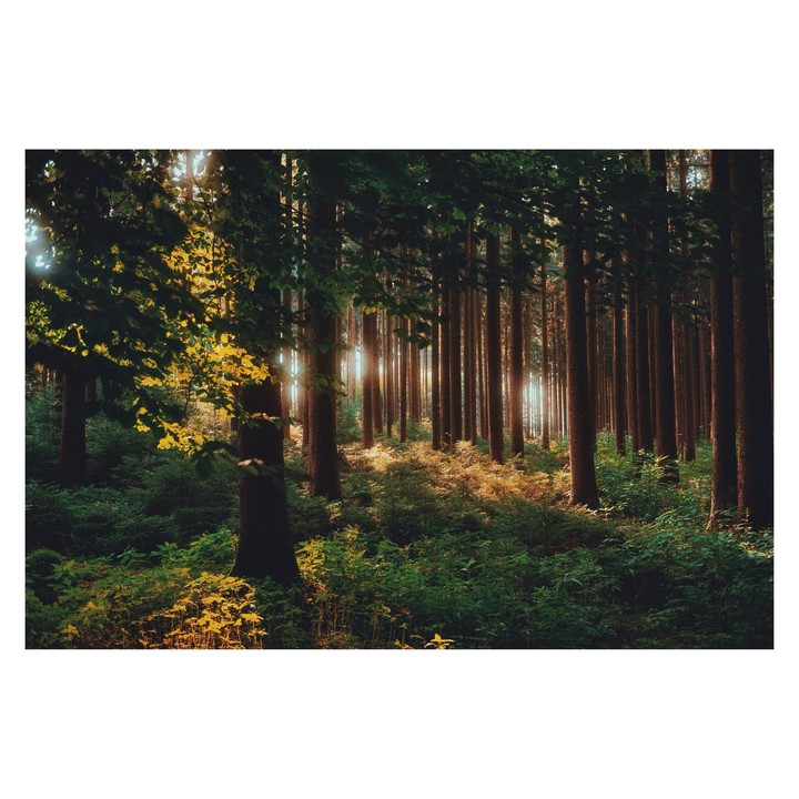Sunlight streams through the trees in a dense forest.