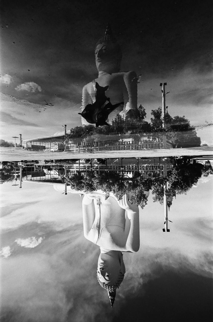 A large buddha statue is reflected in water, with a bird flying over the reflection.