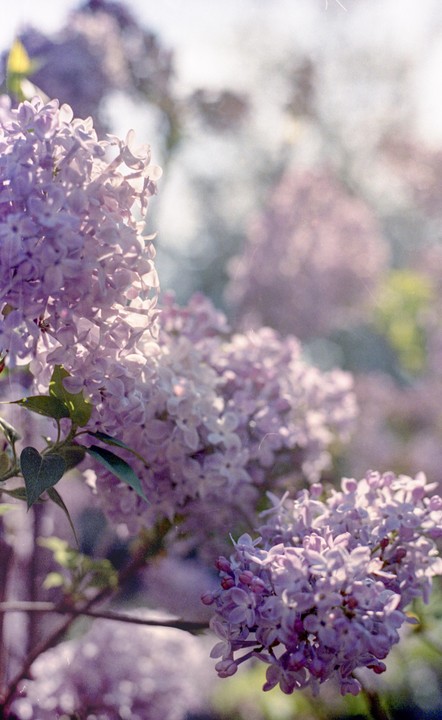 A close-up shot shows clusters of purple lilac blossoms with a soft, hazy background.