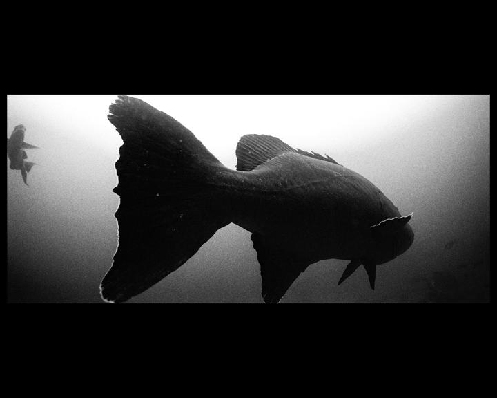 Two fish swim in murky water, with one large fish in the foreground and a smaller fish in the distance.