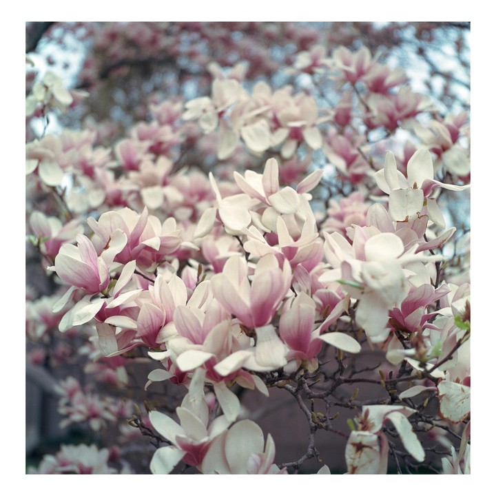 A close-up shot shows a tree full of pink and white magnolia blossoms.