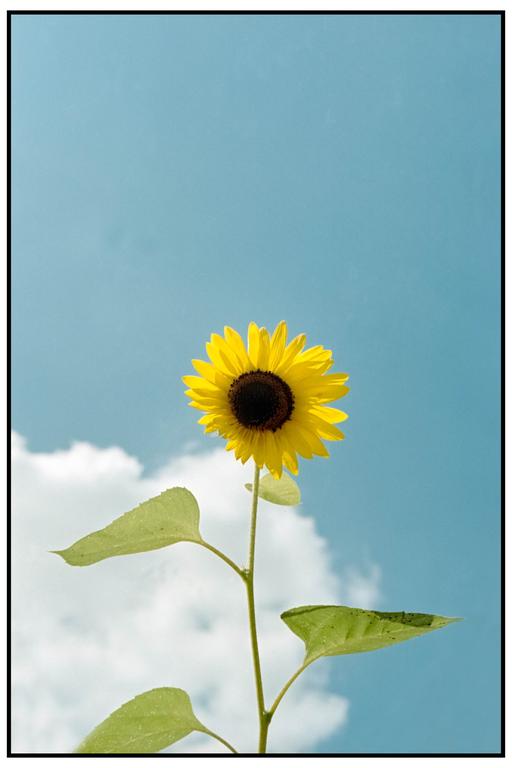 A single sunflower with green leaves stands against a bright blue sky with white clouds.