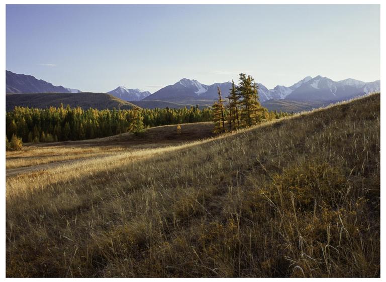 A field of tall grass on a hill overlooks a forest and snow-capped mountains under a clear sky.