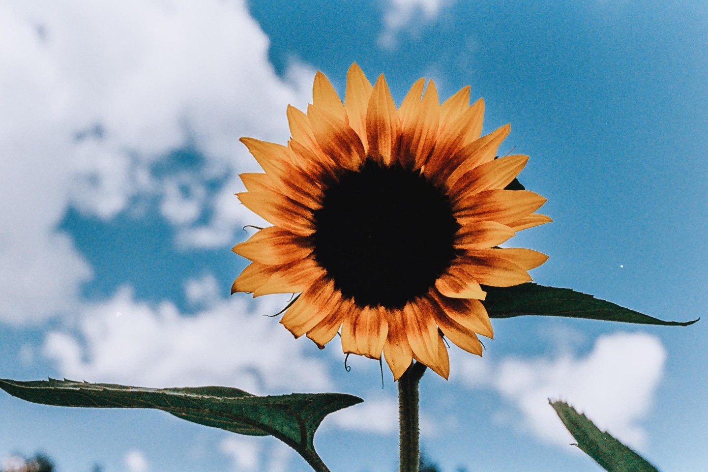 A sunflower with bright yellow petals and a dark center stands against a blue sky with white clouds.