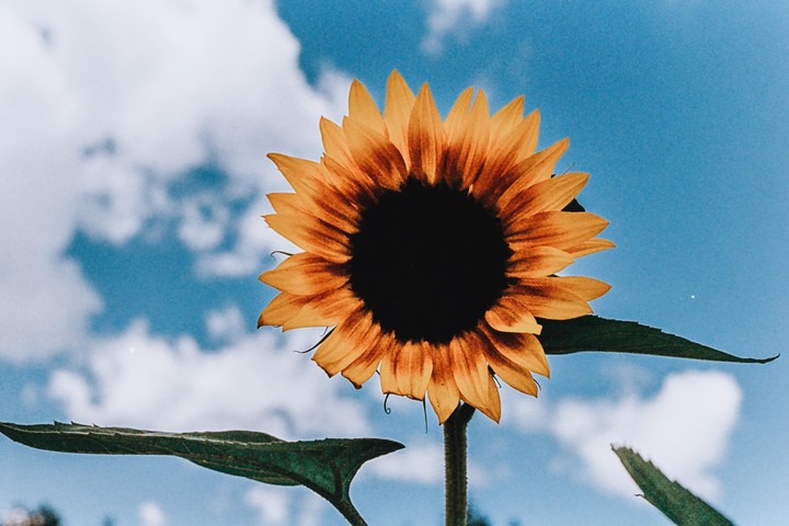A sunflower with bright yellow petals and a dark center stands against a blue sky with white clouds.