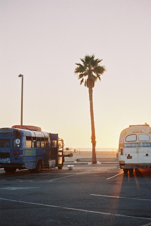 Two buses are parked in a lot next to a beach with a palm tree at sunset.