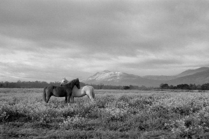 Three horses stand in a field of wildflowers with mountains in the background under a cloudy sky.