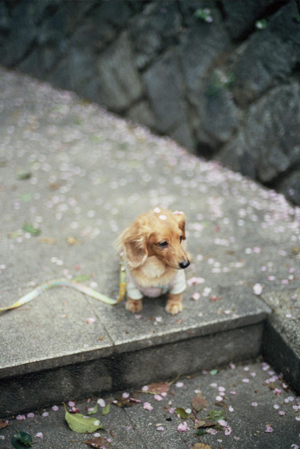 A small dog wearing a sweater stands on a stone path covered in pink petals.