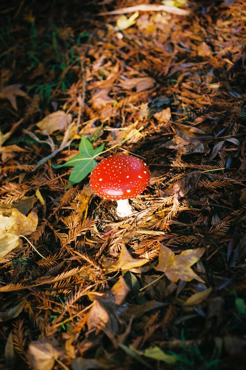 A red and white mushroom grows among fallen leaves and pine needles on the forest floor.