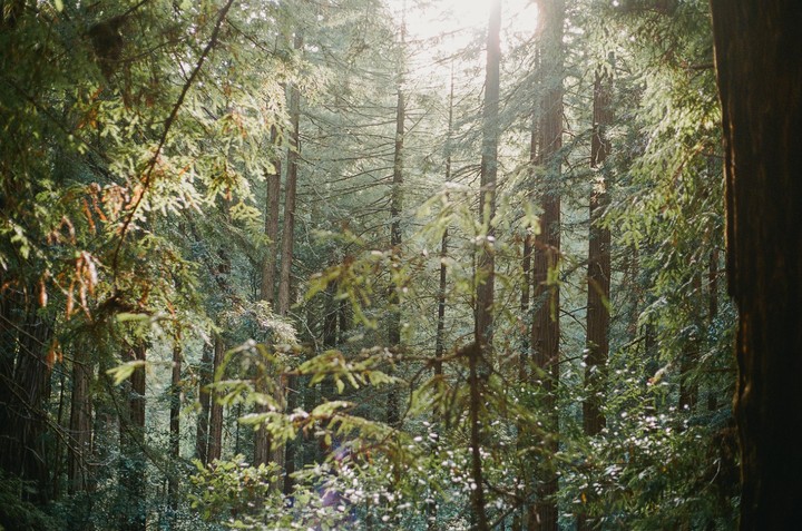 Sunlight shines through the canopy of a redwood forest.
