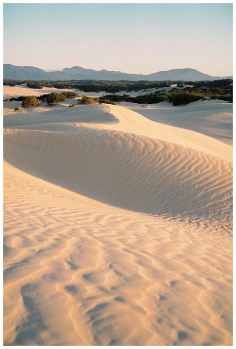 Sand dunes with ripples and shadows stretch towards distant mountains and green foliage under a clear sky.