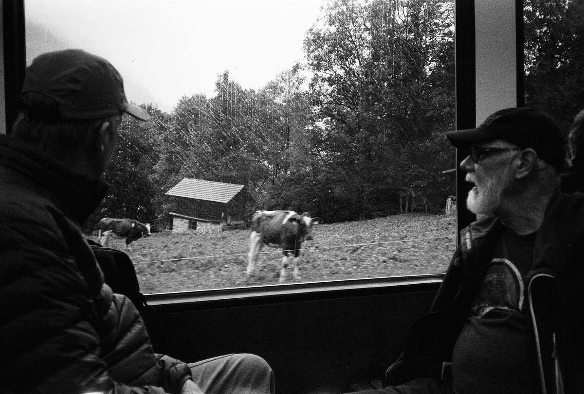 Two men look out a window at cows grazing in a field with a small barn.