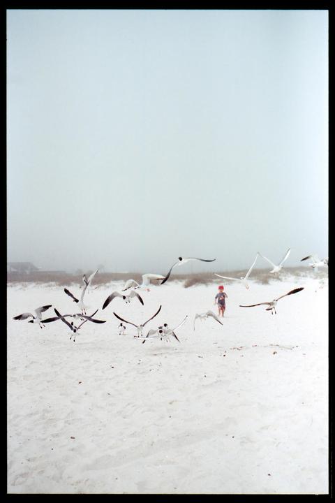 A child in a red hat stands on a white sand beach surrounded by many seagulls taking flight.