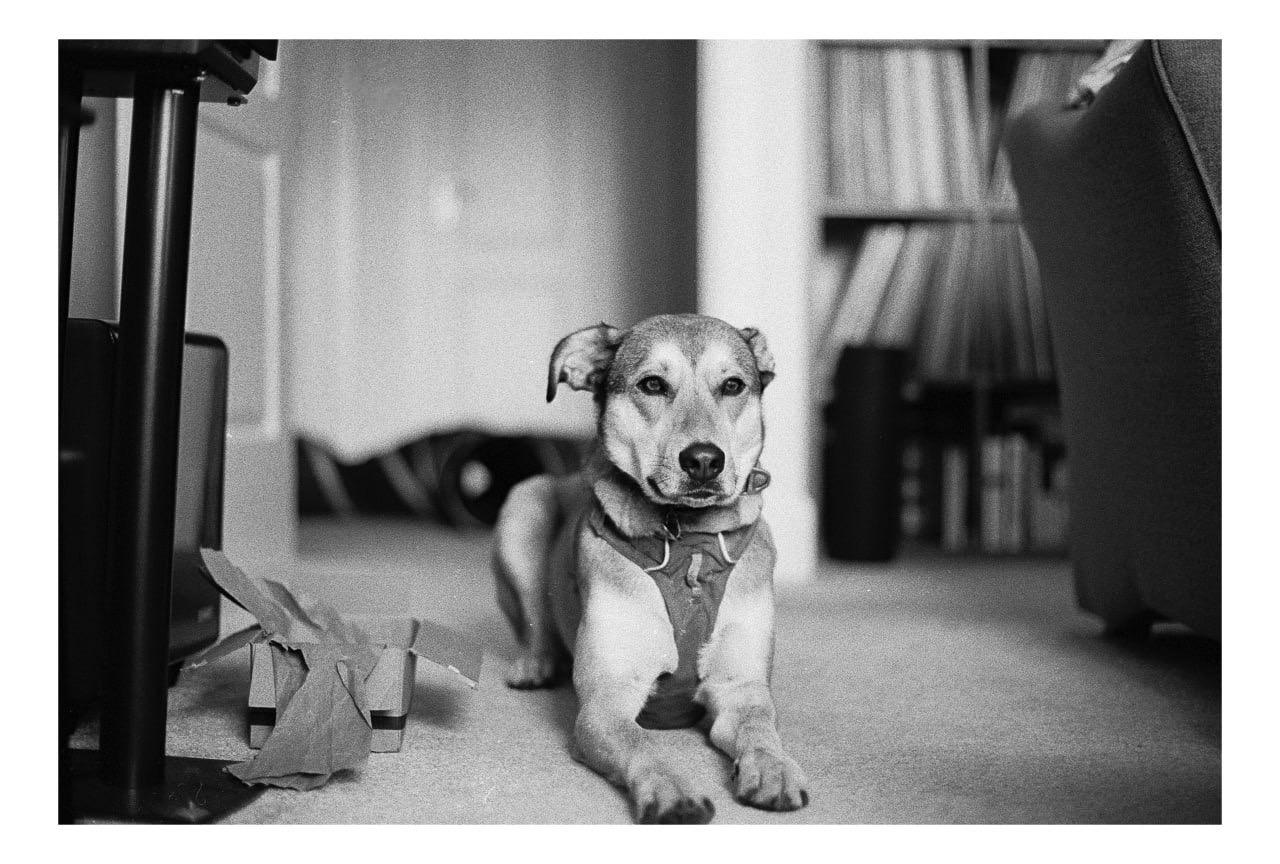 A dog wearing a harness lies on a carpeted floor in a room with a bookshelf and a chair.