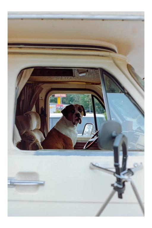 A dog sits in the driver's seat of a camper van.