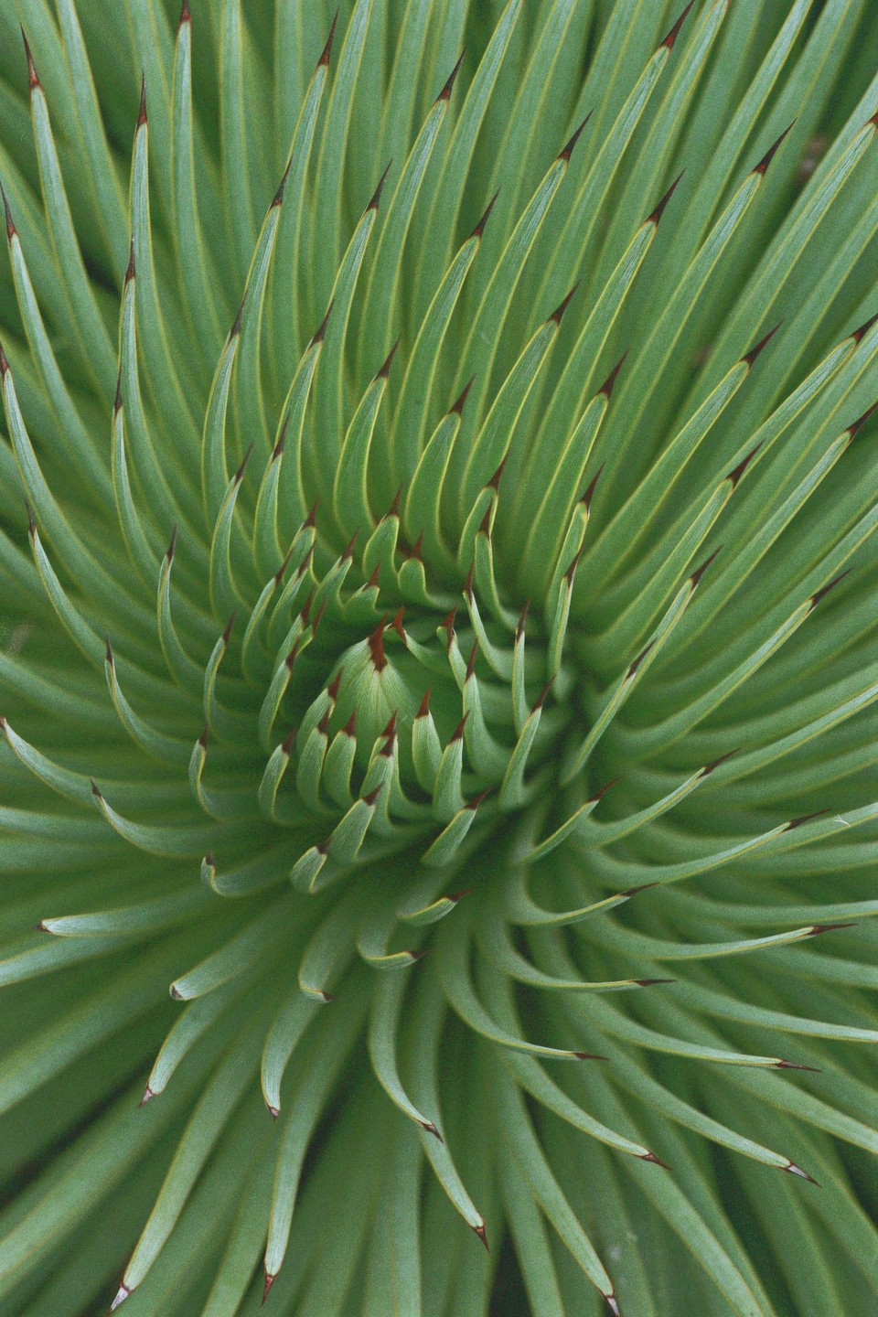 A close-up view shows the intricate spiral pattern of green succulent leaves with dark tips.