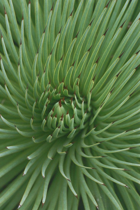 A close-up view shows the intricate spiral pattern of green succulent leaves with dark tips.