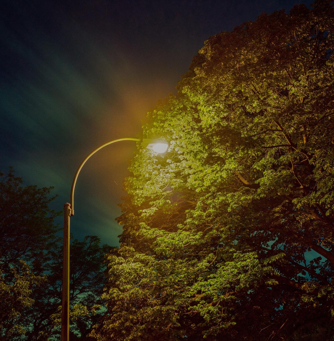 A street light illuminates the leaves of a large tree at night.