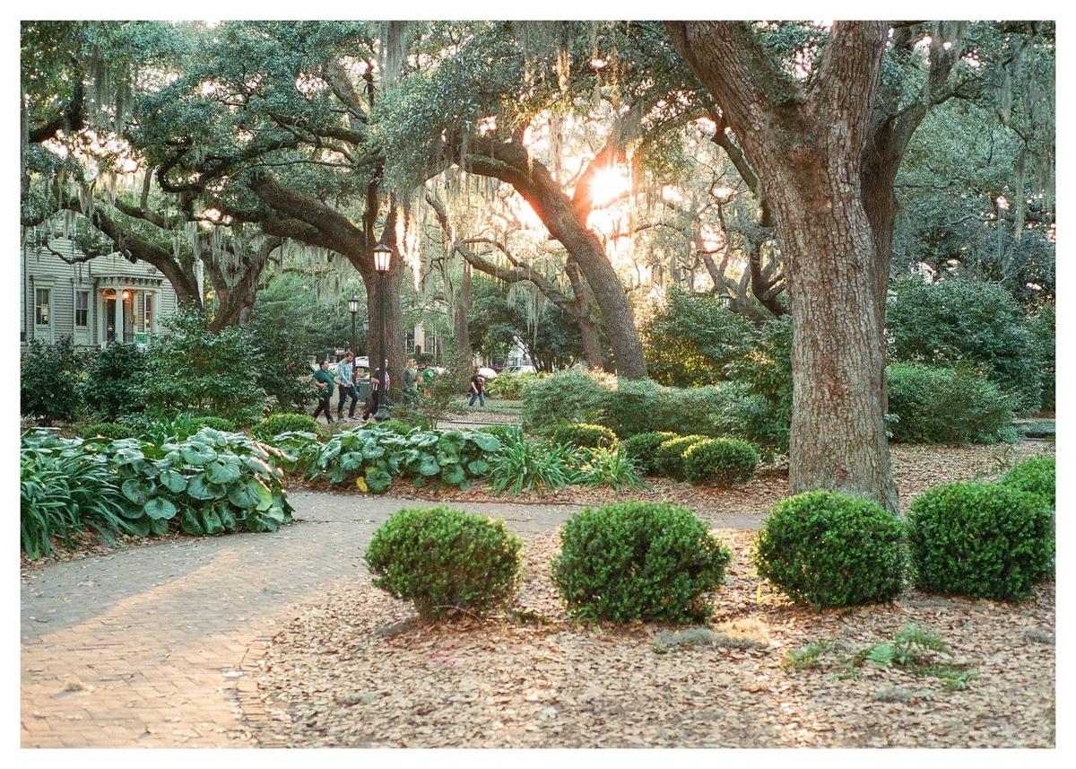 Sunlight streams through the Spanish moss hanging from large trees in a park with a brick path and people walking in the distance.