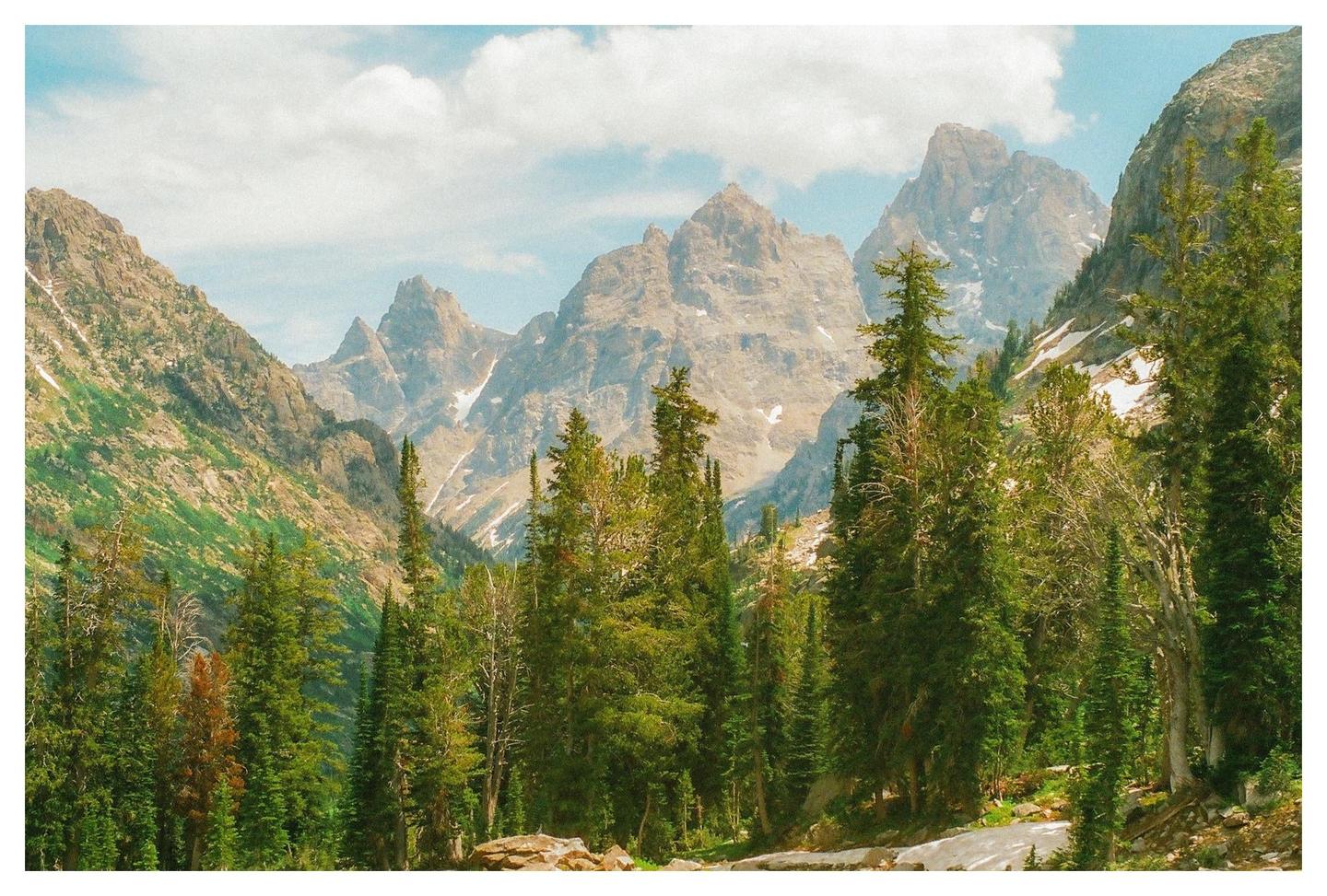 A dense forest of pine trees stands before a range of rugged, snow-capped mountains under a cloudy sky.