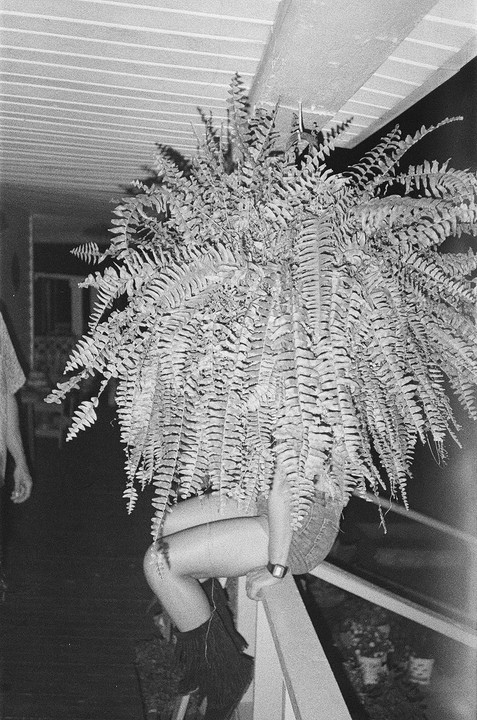A person's legs and arm are visible behind a large hanging fern plant.