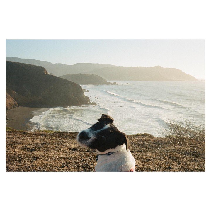 A dog sits on a cliff overlooking a beach with waves crashing on the shore and mountains in the distance.