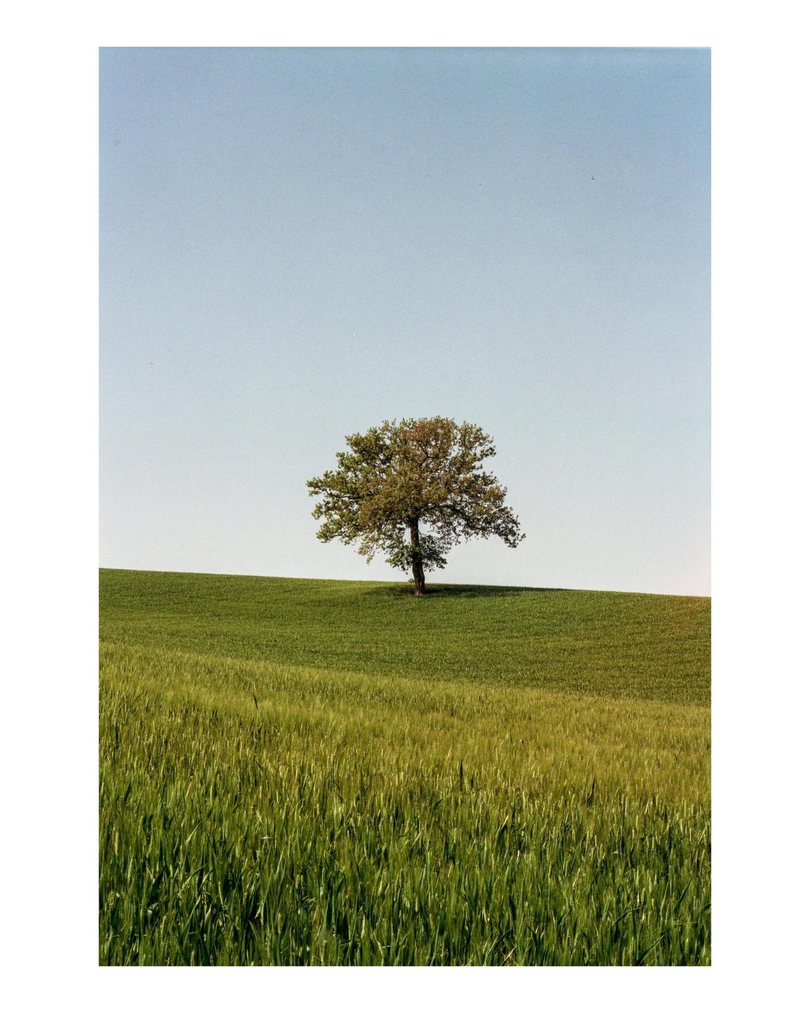 A single tree stands on a green hill under a clear sky.
