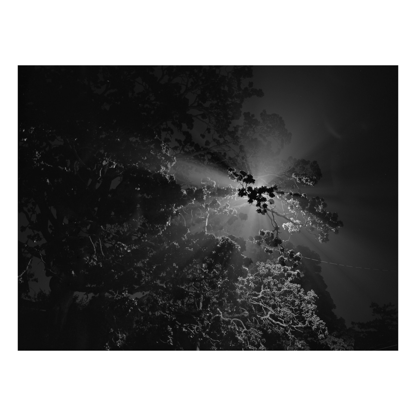 Sunlight streams through the leaves and branches of a tree, creating a dramatic effect.
