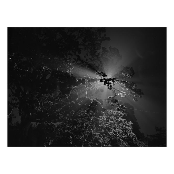 Sunlight streams through the leaves and branches of a tree, creating a dramatic effect.