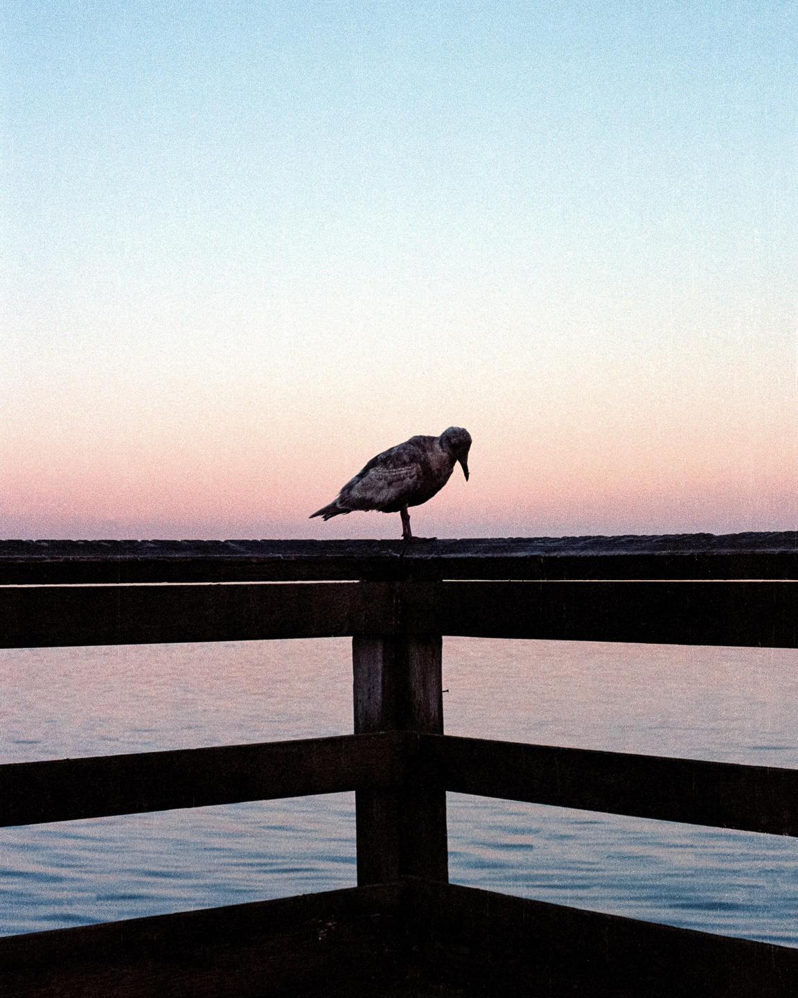 A bird stands on a wooden pier railing over water with a colorful sky in the background.