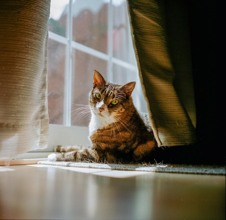 A tabby cat with green eyes lies on a rug by a window, partially hidden by curtains.