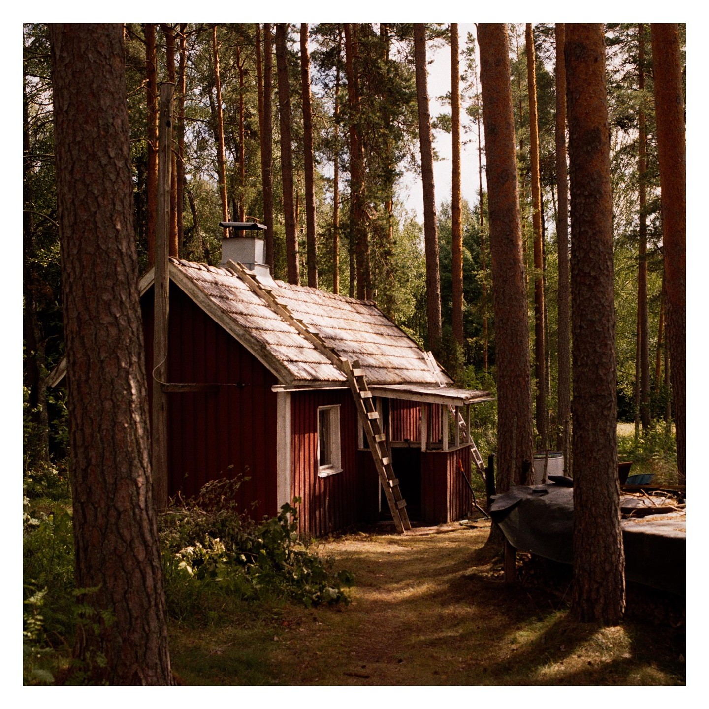 A red cabin with a ladder on its roof stands among tall trees in a forest.