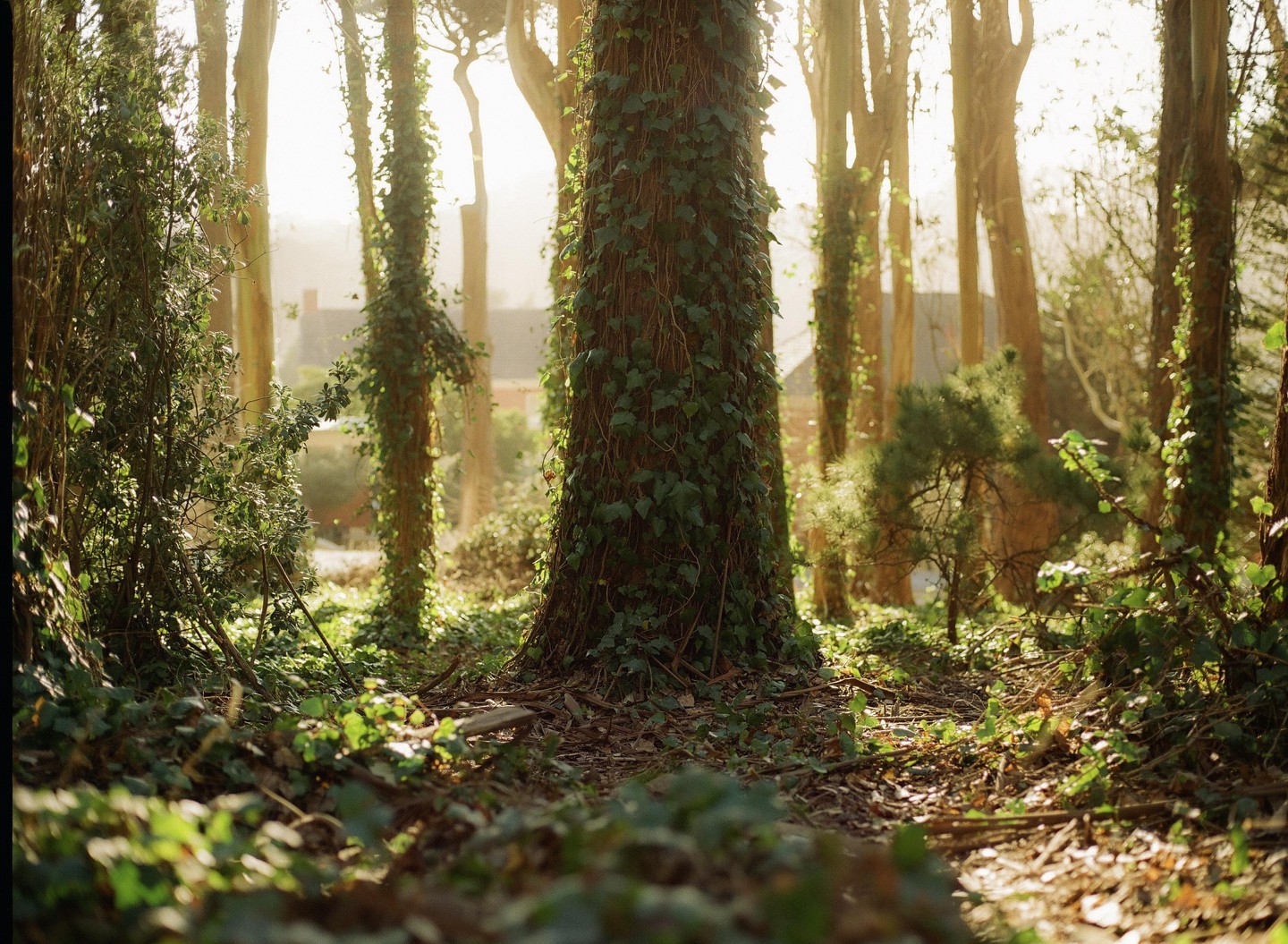 Sunlight filters through a dense forest with ivy-covered trees and a house visible in the background.