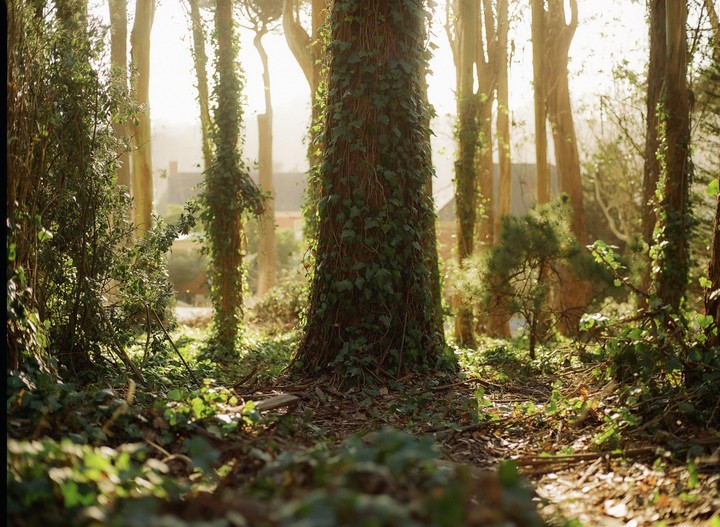 Sunlight filters through a dense forest with ivy-covered trees and a house visible in the background.