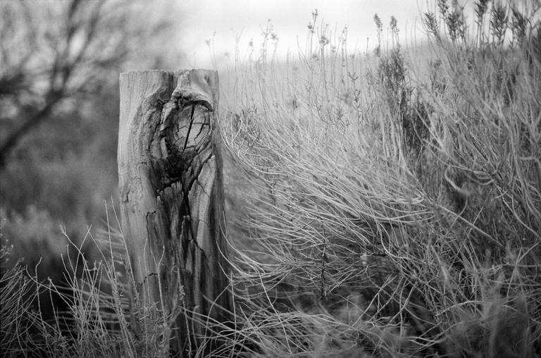A weathered wooden post stands amidst dry, wispy vegetation.
