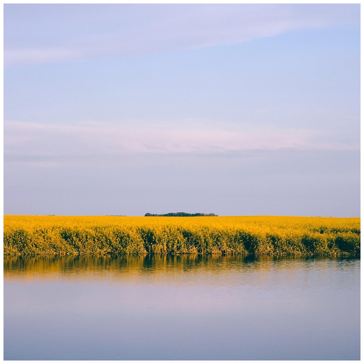 A field of yellow flowers stretches across the horizon, reflected in the still water of a lake.