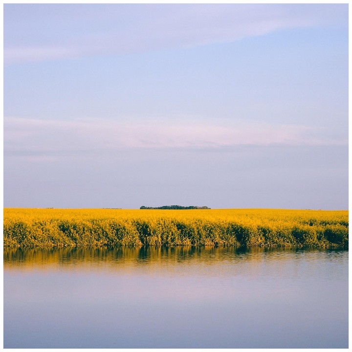 A field of yellow flowers stretches across the horizon, reflected in the still water of a lake.