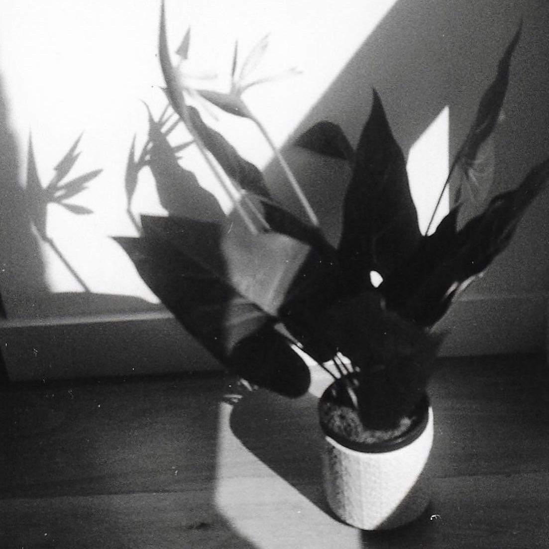 A potted plant casts a large shadow on a wall and floor.