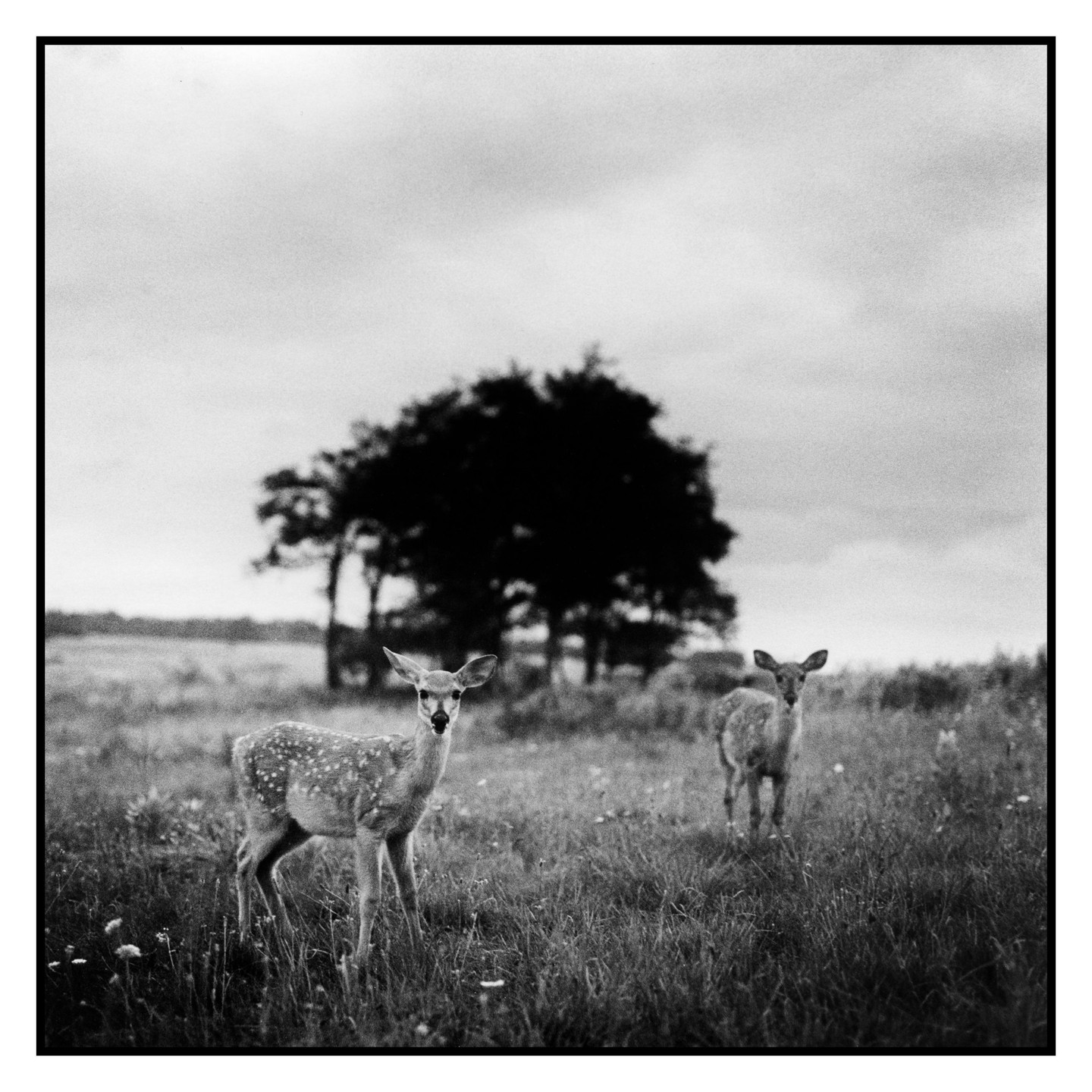 Two spotted fawns stand in a grassy field with a dark tree line in the background under a cloudy sky.