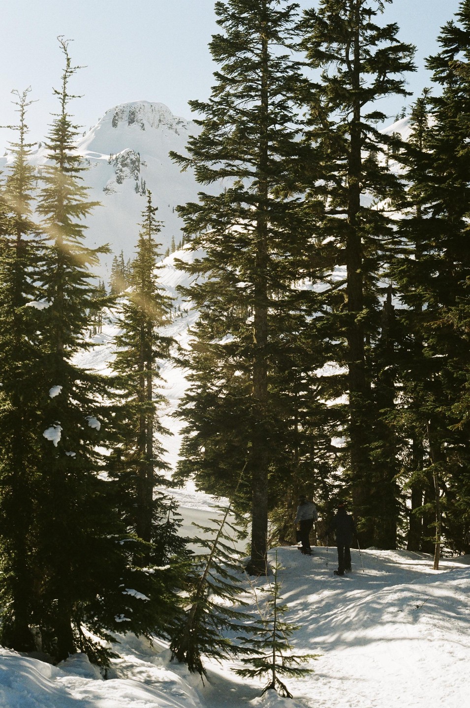 Two people walk through a snowy forest with tall evergreen trees and a mountain in the background.