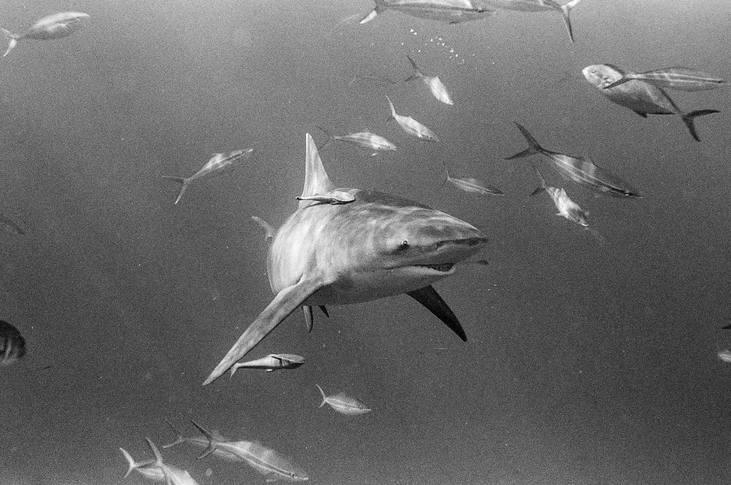 A shark swims underwater surrounded by many smaller fish.