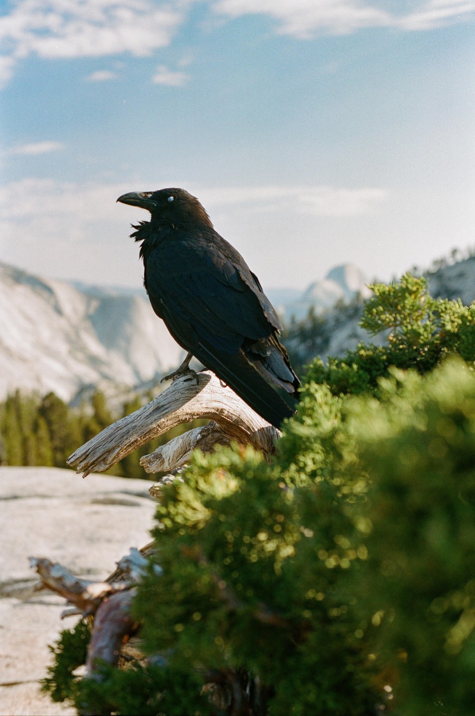 A raven perches on a branch with mountains and a blue sky in the background.