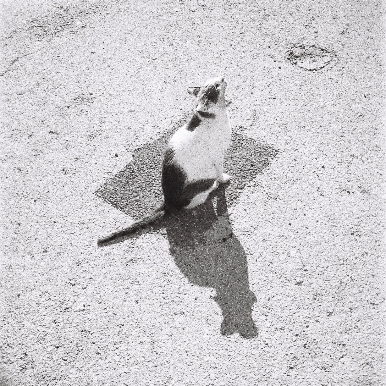 A cat sits on a patch of dark ground, looking up with its mouth open, casting a long shadow.