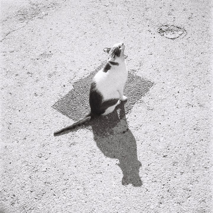 A cat sits on a patch of dark ground, looking up with its mouth open, casting a long shadow.