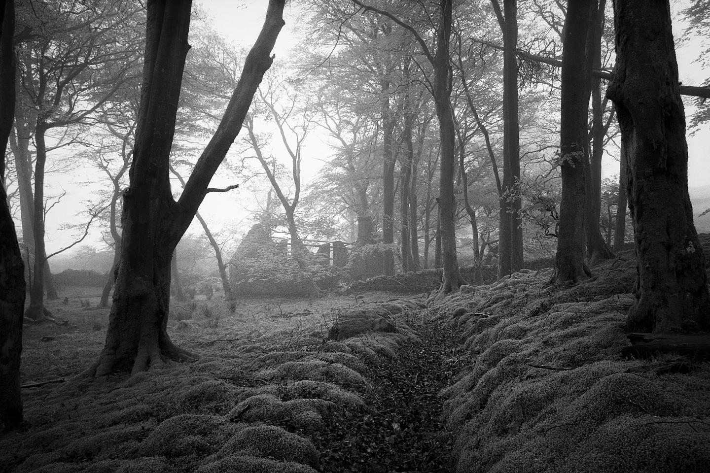 A path leads through a mossy forest towards a ruined building in the distance.